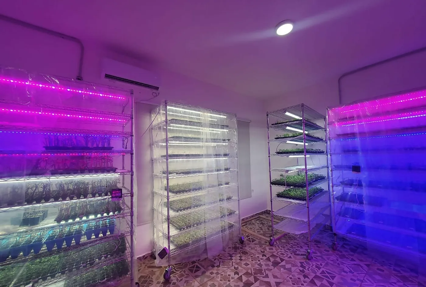 Plant tissue-culture growth room with shelves of plantlets under LED lighting